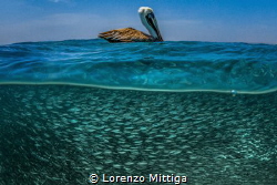 Overunder shot. A brown Caribbean Pelican is resting on i... by Lorenzo Mittiga 